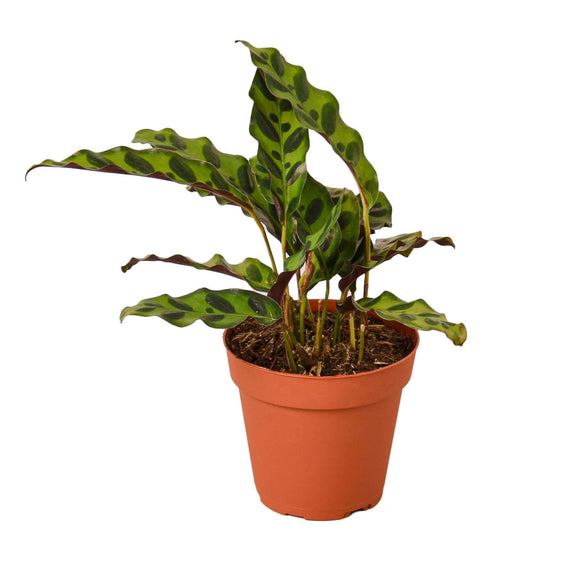 calathea rattlesnake small plant potted