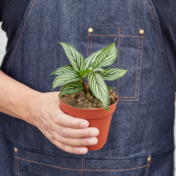 Person holding a Calathea 'Vittata' with nursery pot | Elegant & Pet-Friendly Houseplant – All About Planties