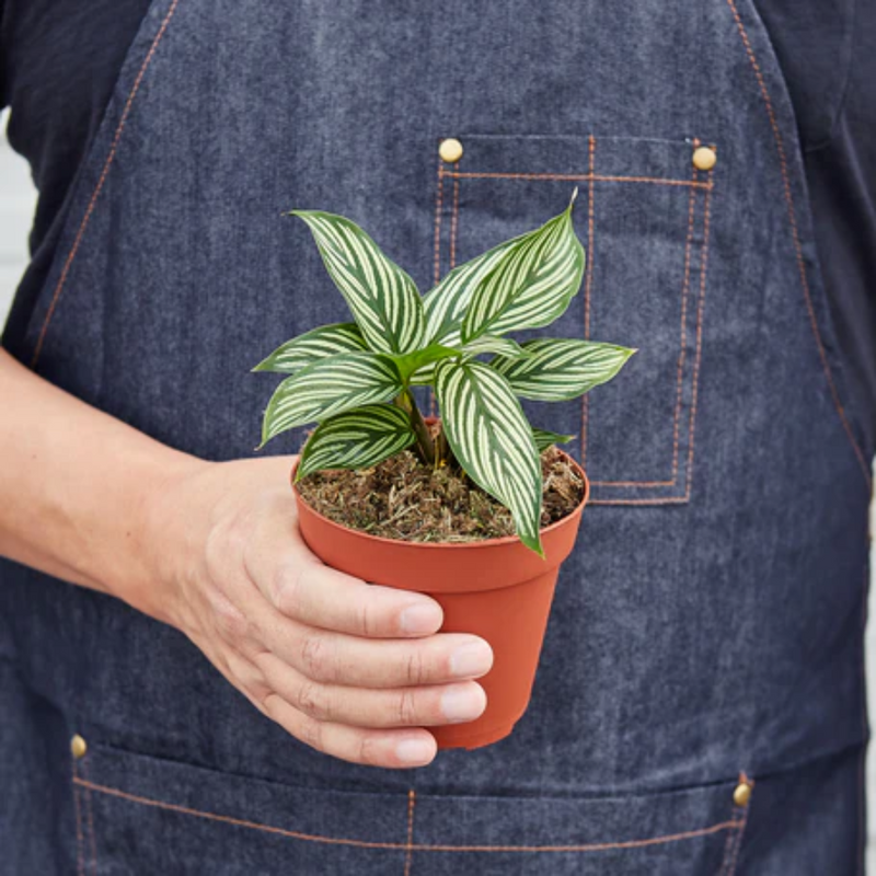 Person holding a Calathea 'Vittata' with nursery pot | Elegant & Pet-Friendly Houseplant – All About Planties