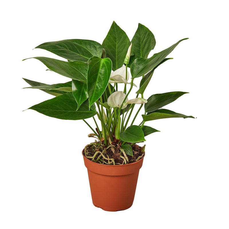 anthurium-white indoor plant in 4inch pot