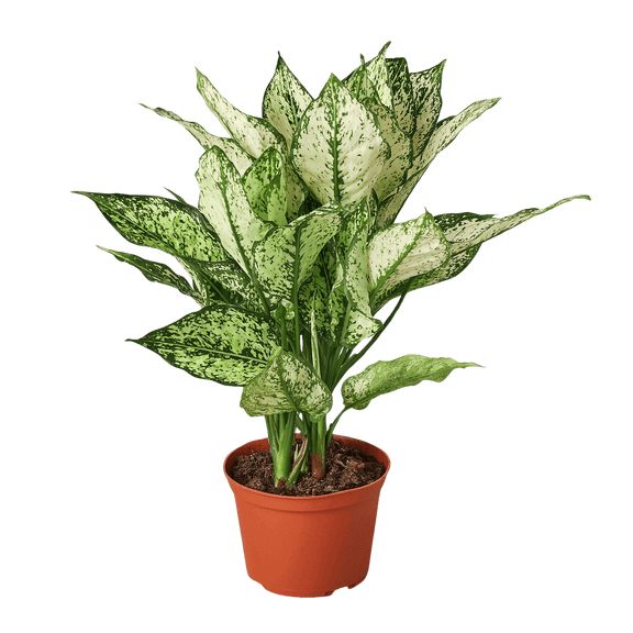 indoor plants chinese evergreen Chinese Evergreen First Diamond
