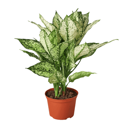 chinese evergreen first diamond plant potted