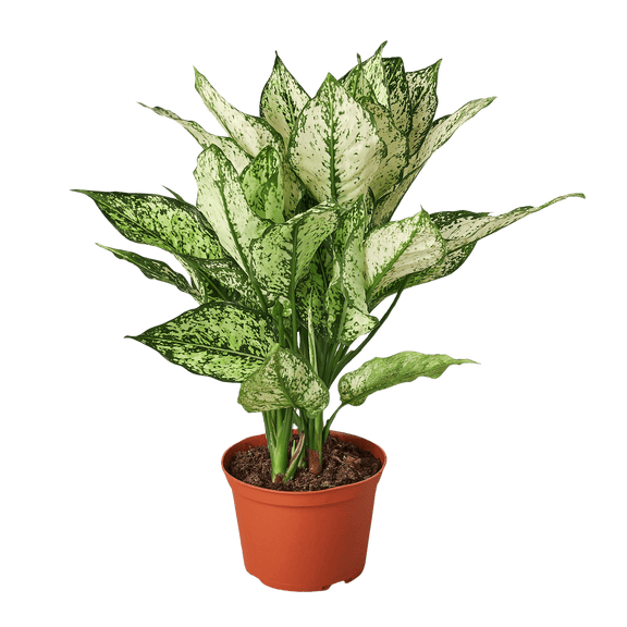 chinese evergreen first diamond plant potted