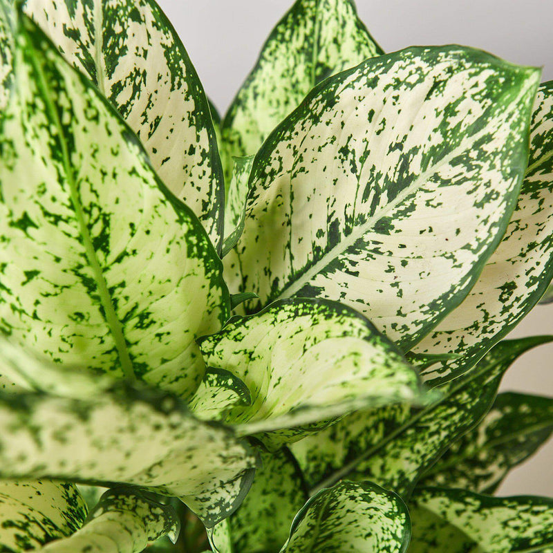 Closeup of chinese evergreen first diamond