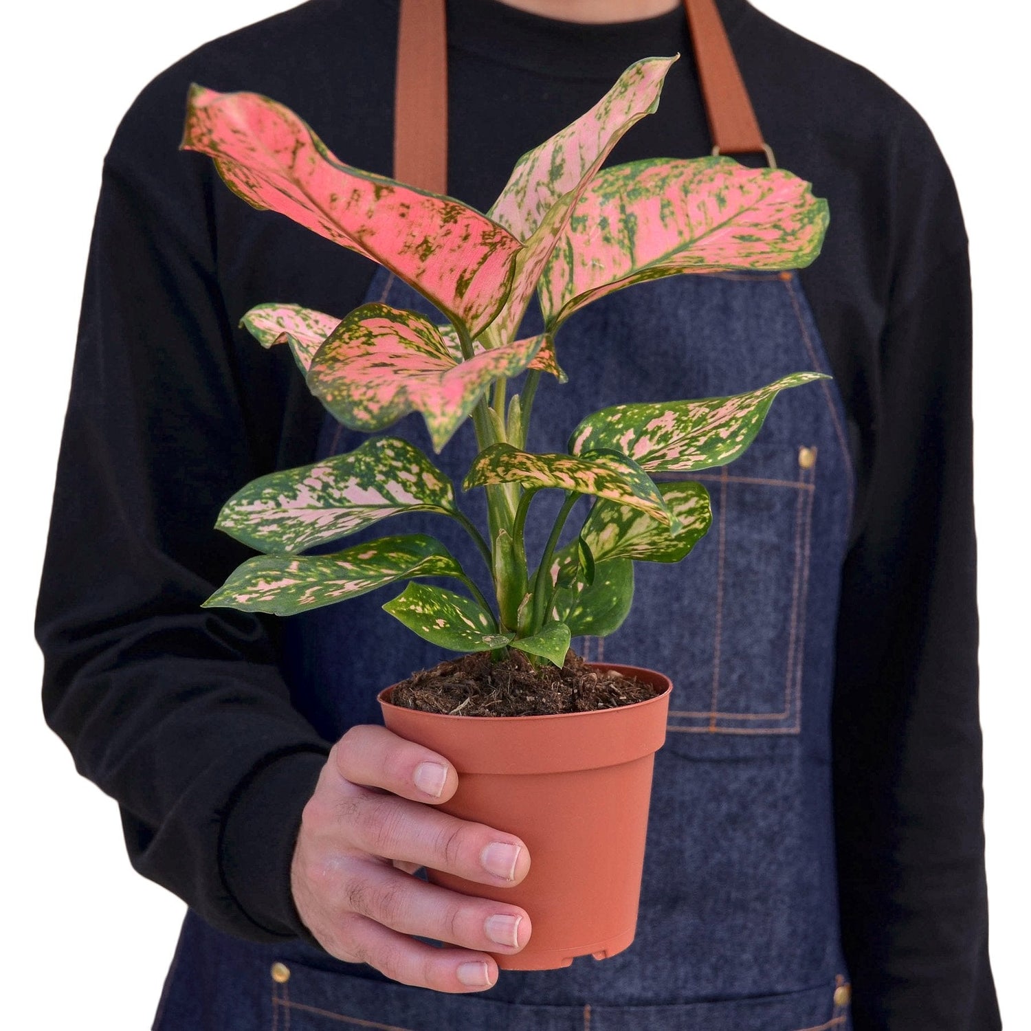 person holding a chinese evergreen lady valentine