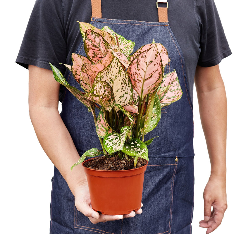 person holding a large chinese-evergreen-lady-valentine plant in a pot