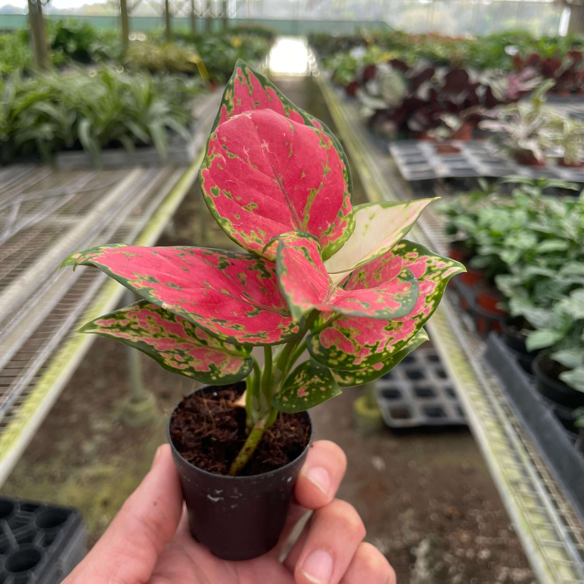 chinese-evergreen-lady-valentine in a nursery