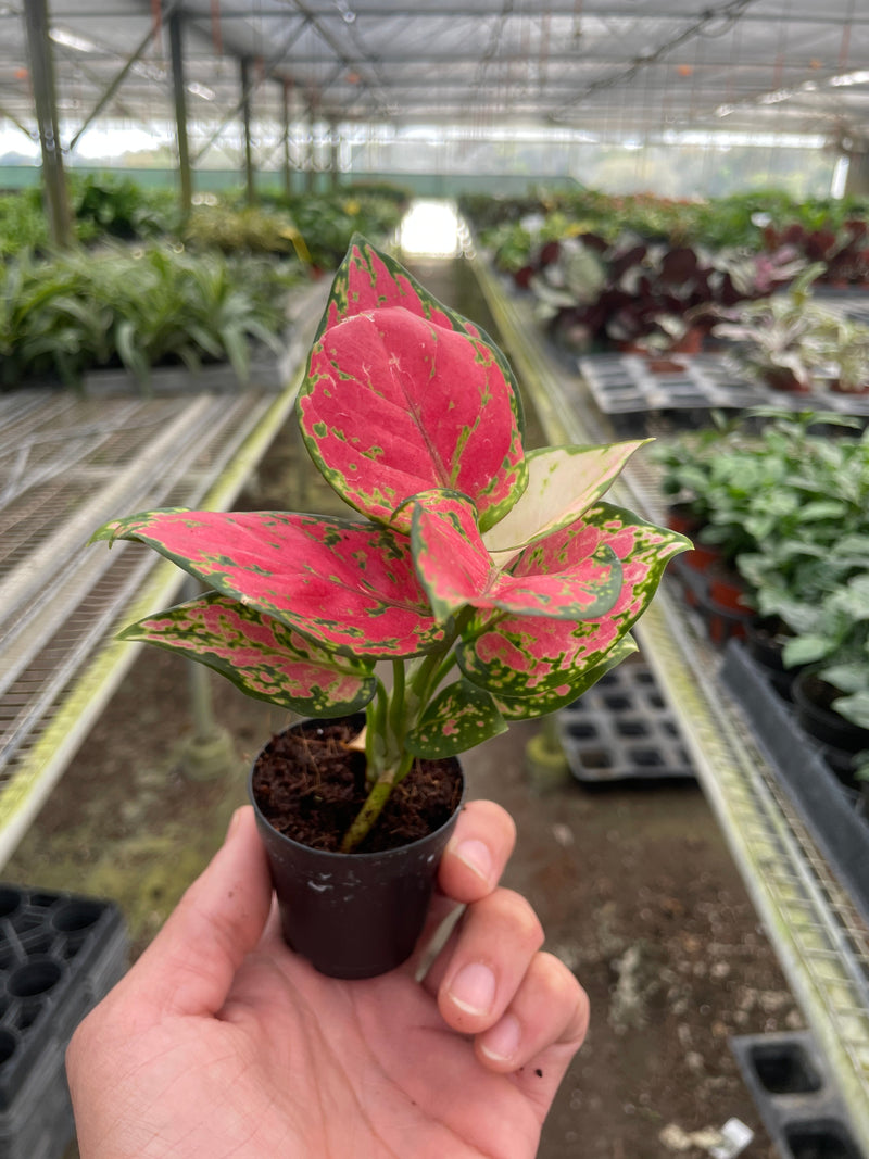 chinese-evergreen-lady-valentine in a nursery