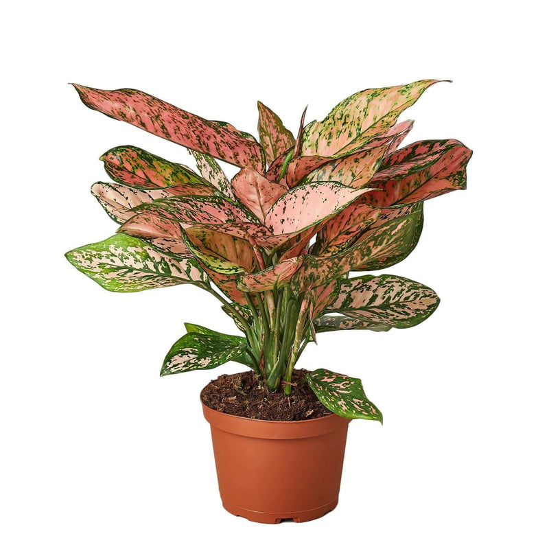 chinese-evergreen-lady-valentine plant