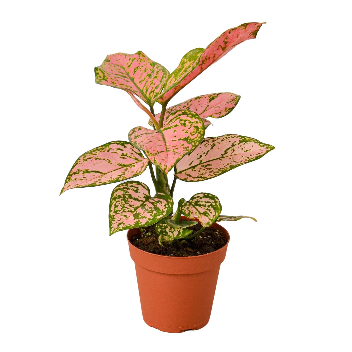 chinese-evergreen-lady-valentine-small-size-plant