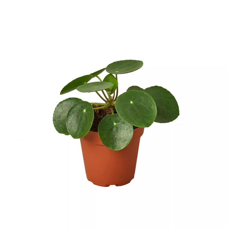 Potted plant with round green leaves on a white background
