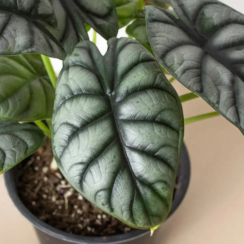 Close up of Alocasia Silver Dragon Leaves | Indoor Plant | All About Planties