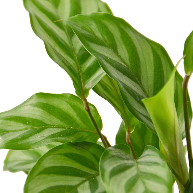 close up of calathea freddie leaves