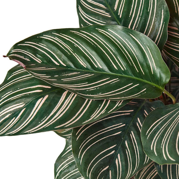 Calathea Ornata - Pinstripe Prayer Plant