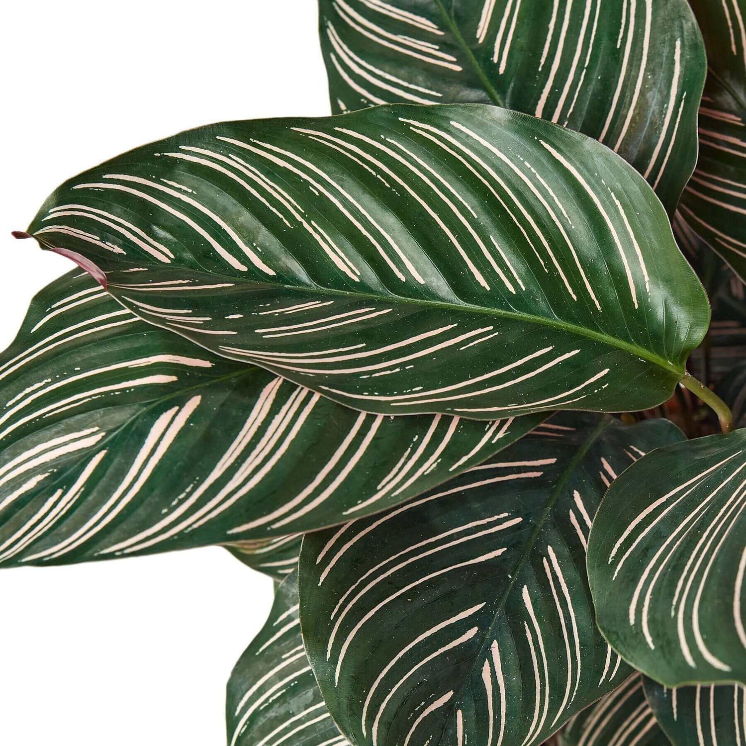 close up of calathea ornata plant