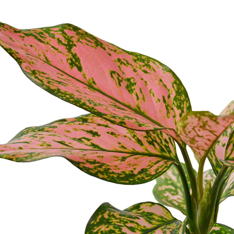 close up of chinese-evergreen-lady-valentine leaves