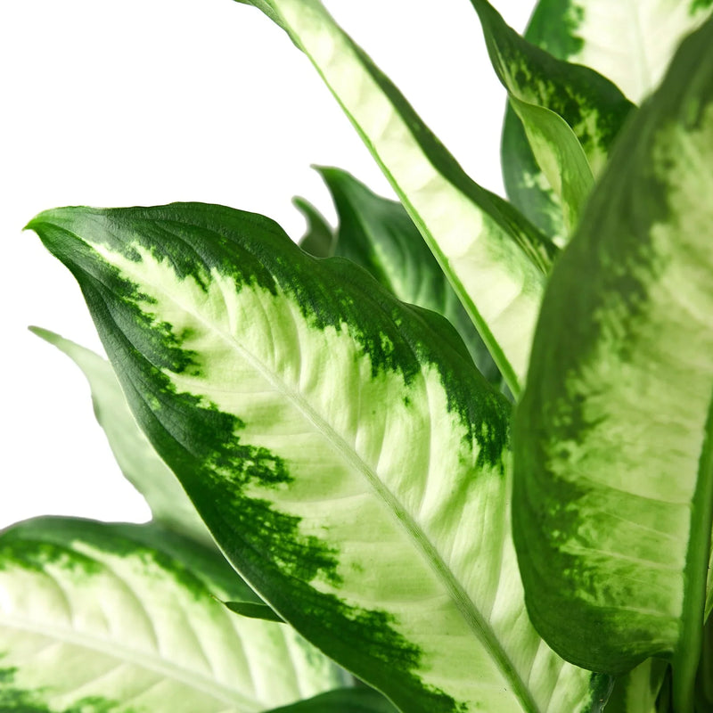 close up of dieffenbachia-camille plant