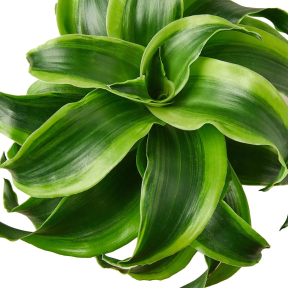 Close-up of Dracaena Tornado unique spiral leaf formation with bright yellow-green variegation