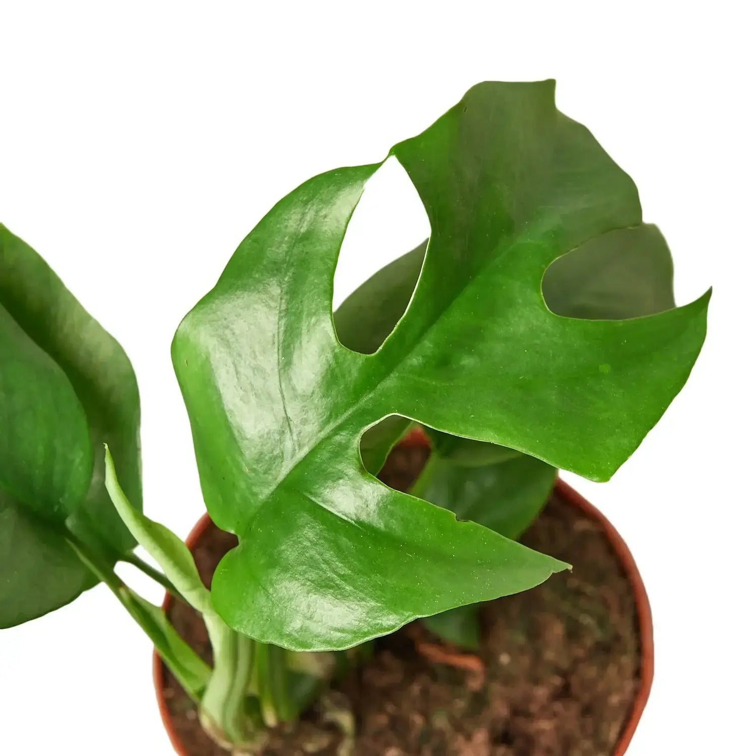 close up of mini-monstera-philodendron plant