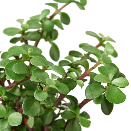 Close-up of Elephant Bush succulent showing dense clusters of small round green leaves on reddish stems