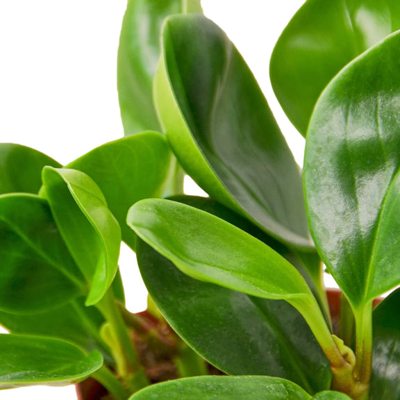 Peperomia Obtusifolia leaves close up - thick glossy rounded foliage detail