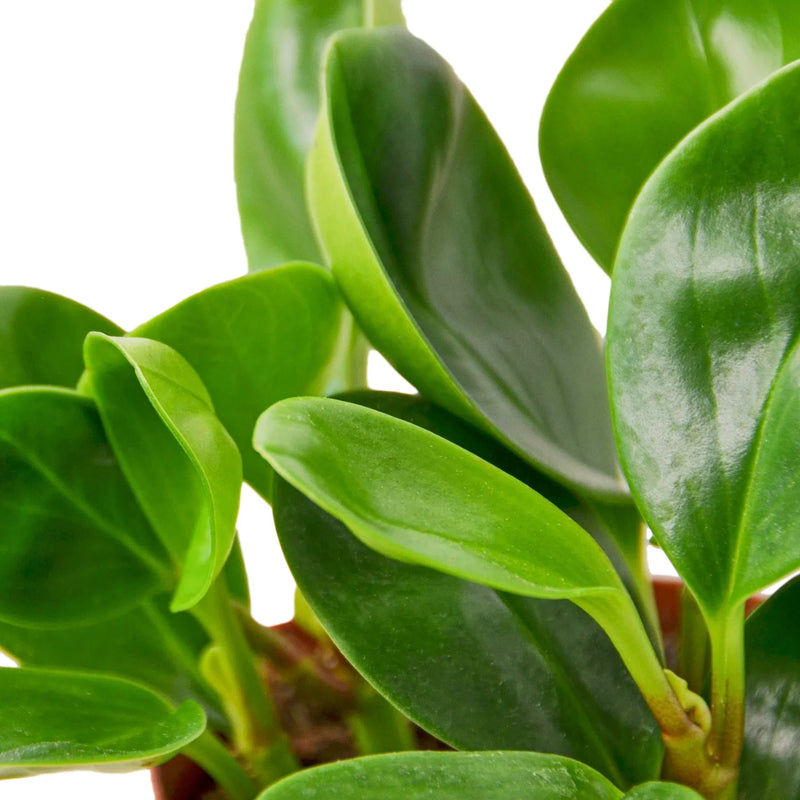 Peperomia Obtusifolia leaves close up - thick glossy rounded foliage detail