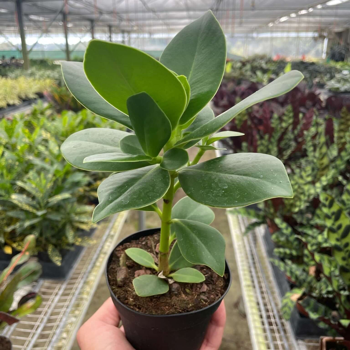 clusia-princess-autograph-tree in a nursery from All About Planties™