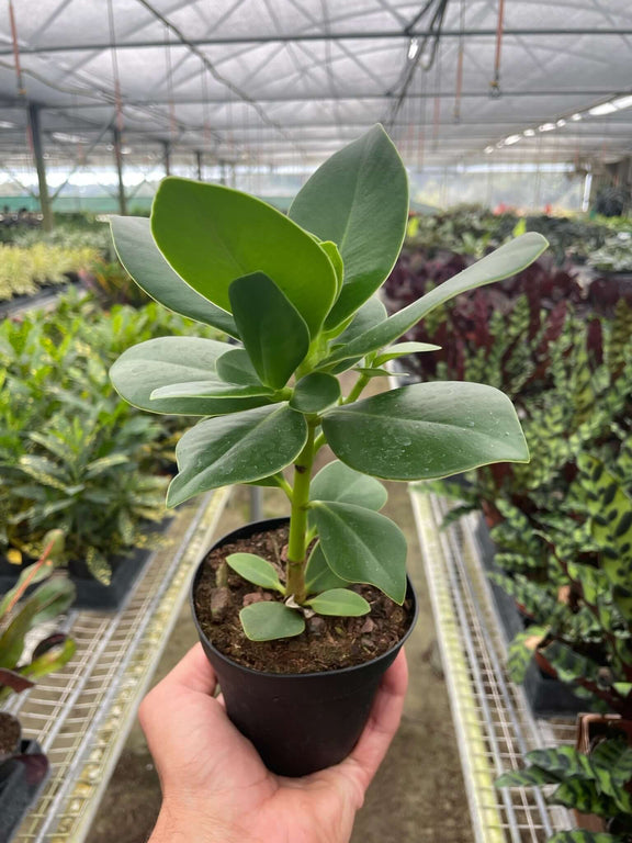 clusia indoor plant care Clusia 'Princess' Autograph Tree - Easy Care Statement Plant
