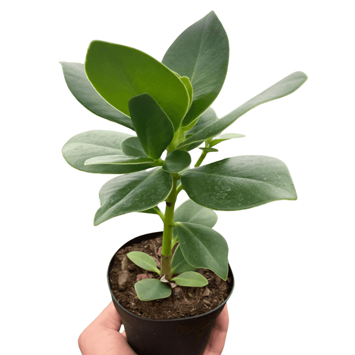 hand- holding a clusia-princess-autograph-tree from All About Planties™