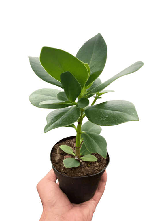 autograph plant indoor Clusia 'Princess' | Autograph Tree