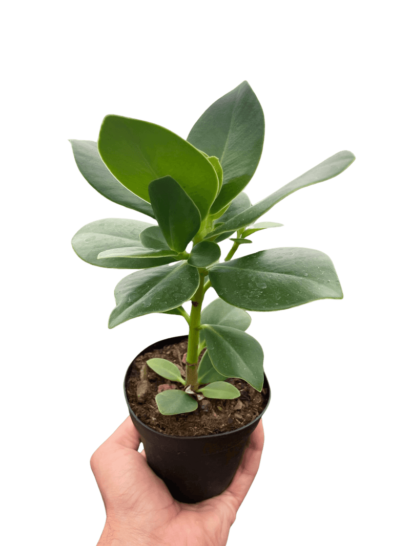 hand- holding a clusia-princess-autograph-tree