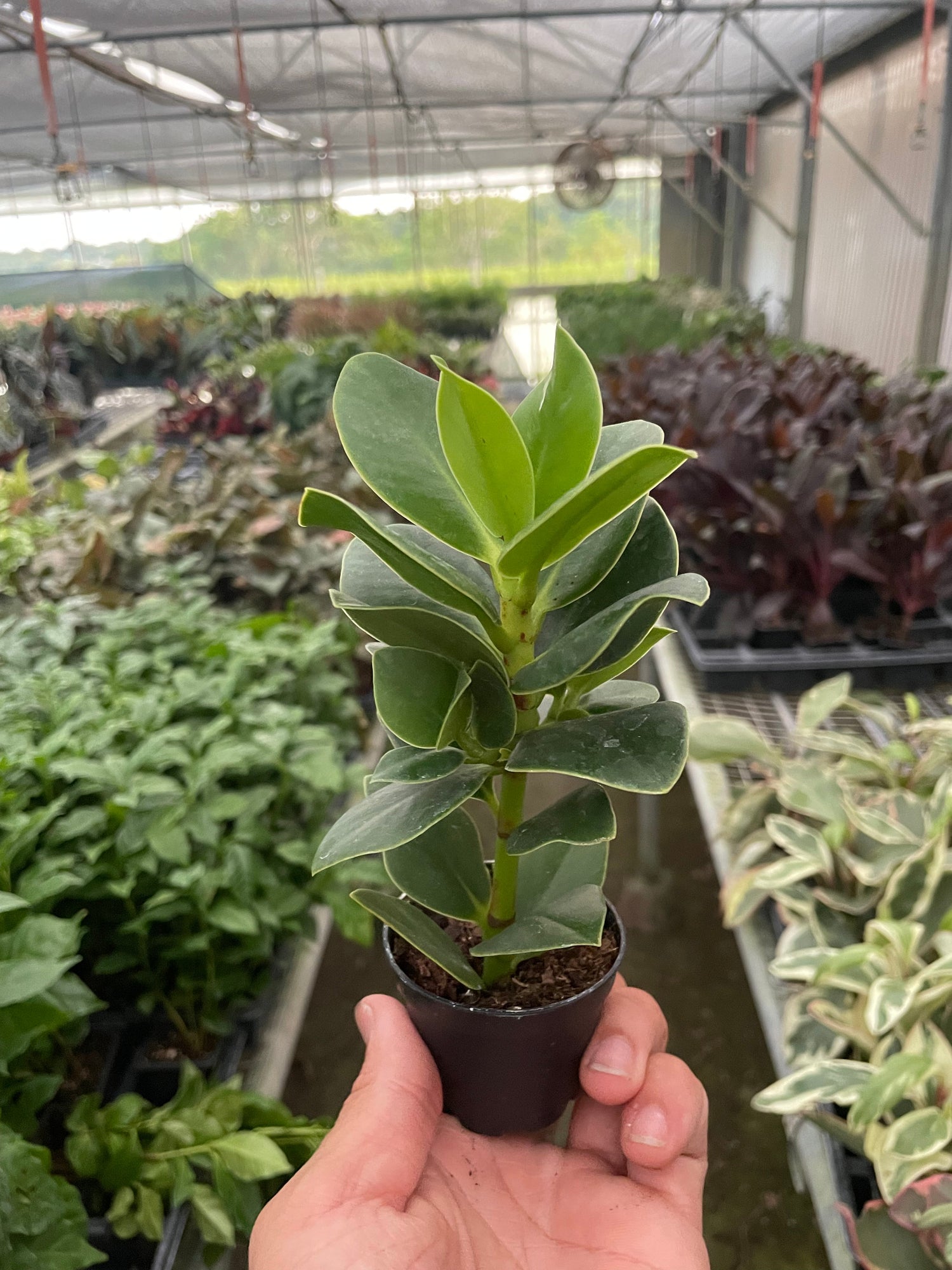 hand holding a small clusia-princess-autograph-tree in a nursery