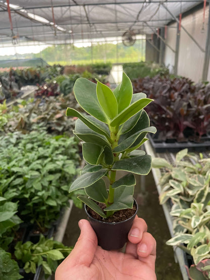 hand holding a small clusia-princess-autograph-tree in a nursery from All About Planties™