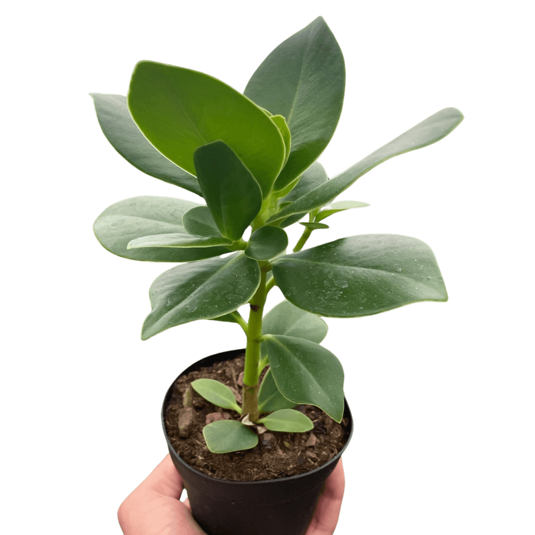 clusia-princess-autograph-tree-plant from All About Planties™