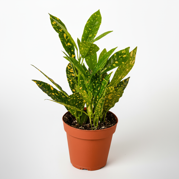 Croton Gold Dust Houseplant by All About Planties