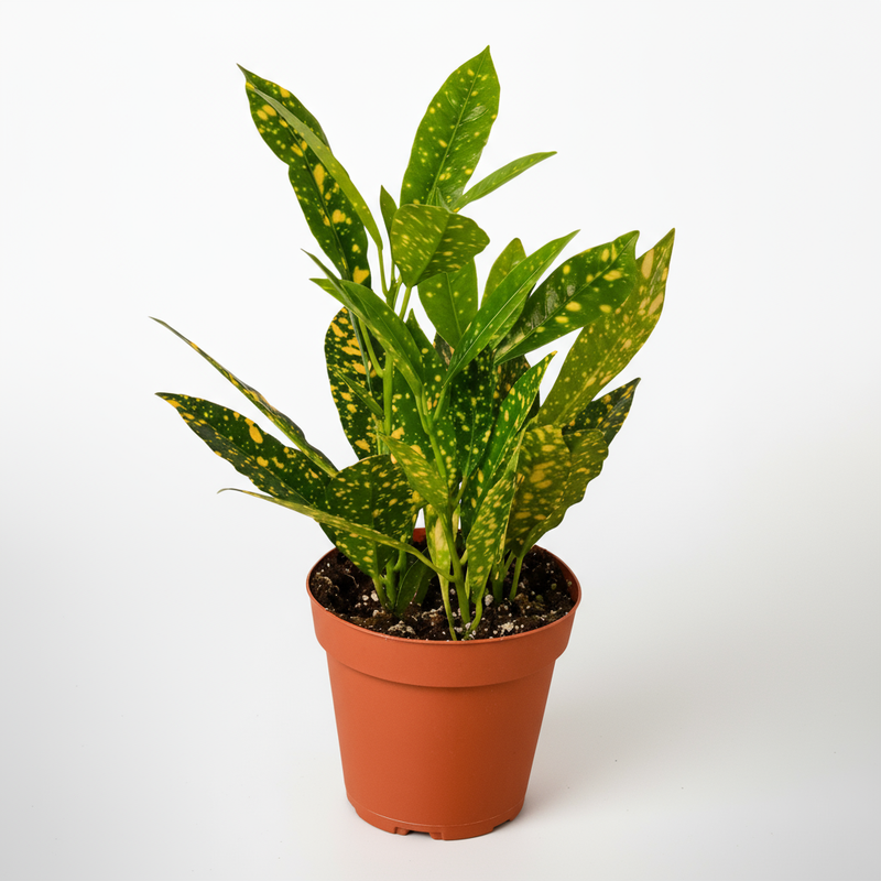 Croton Gold Dust Houseplant by All About Planties