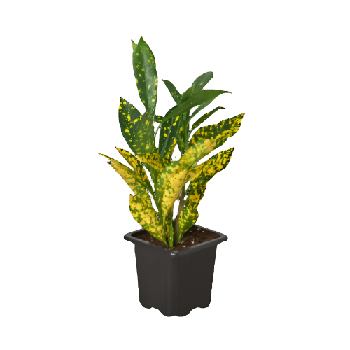 yellow speckled house plant Croton 'Gold Dust' 4" Pot