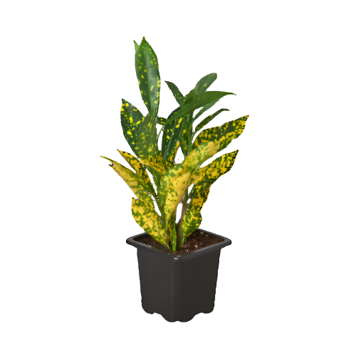 croton-gold-dust 3inch nursery pot