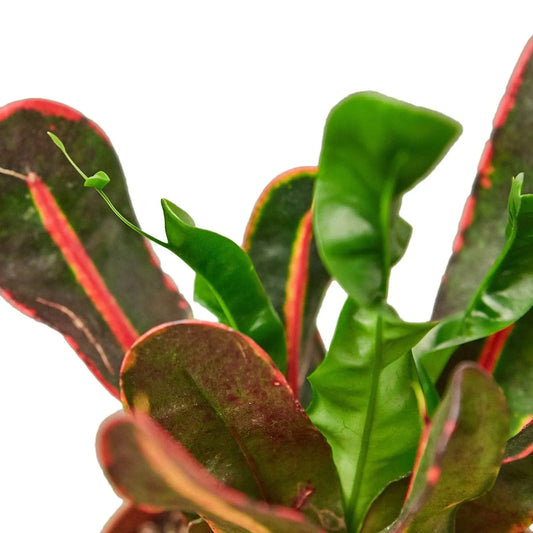 croton-mammy leaves closeup