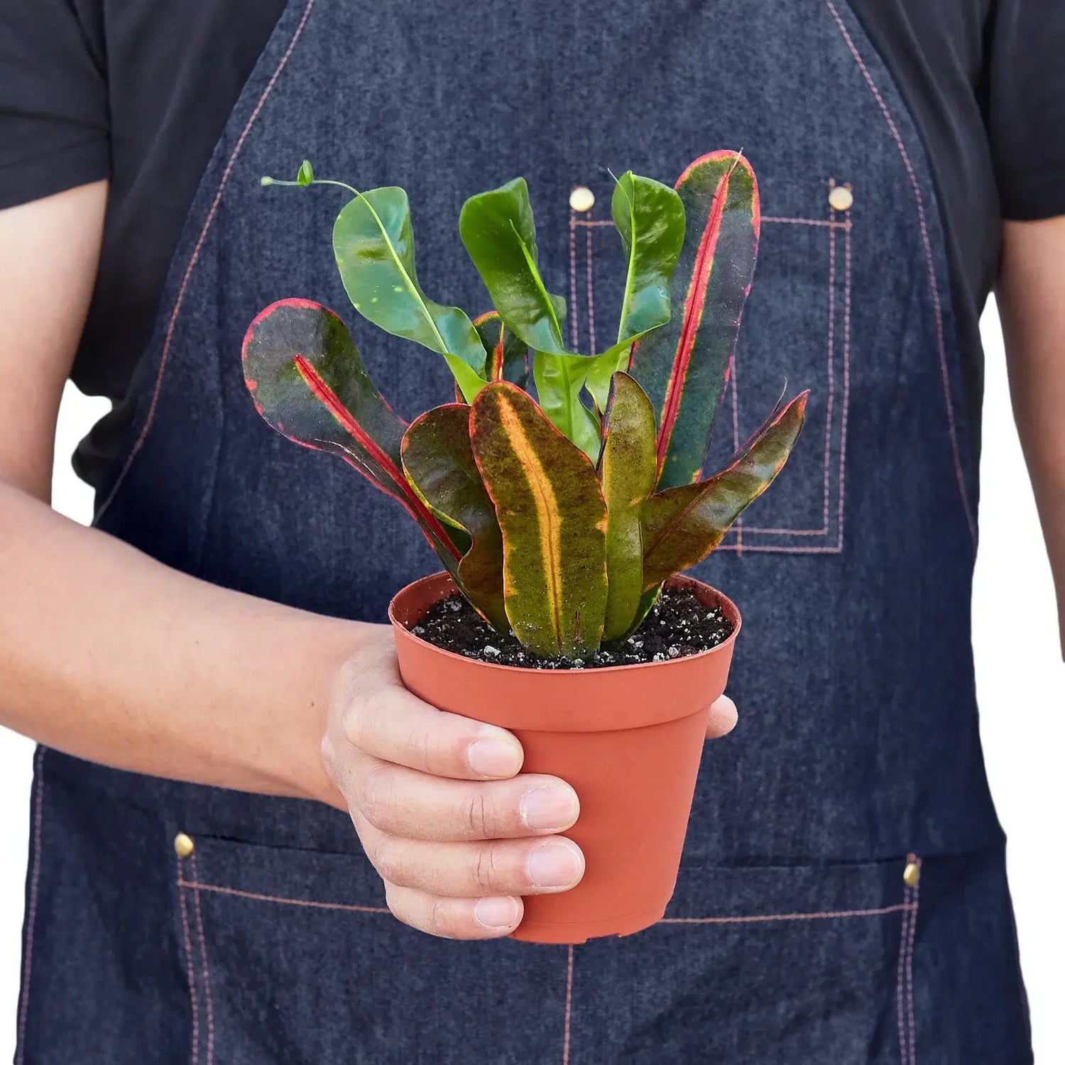 person holding a croton-mammy plant