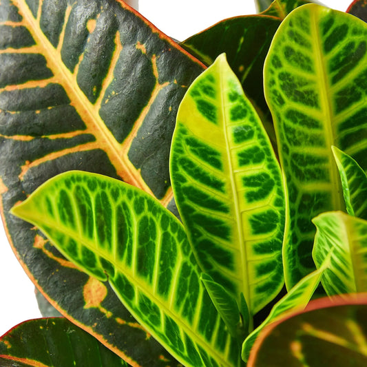 close up of croton-petra-josephs-coat leaves