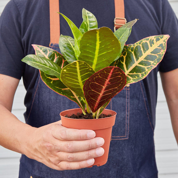 person holding a croton-petra-josephs-coat plant