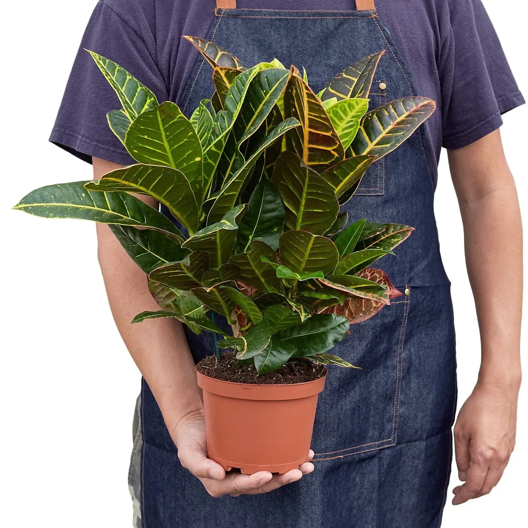 petra house plant Croton Petra Joseph's Coat