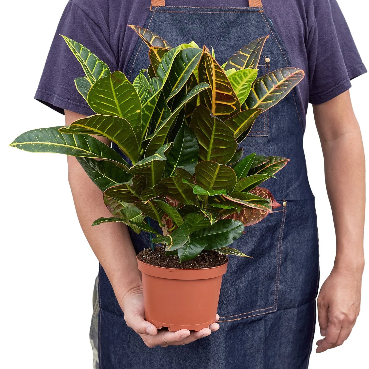 person holding a large croton-petra-josephs-coat