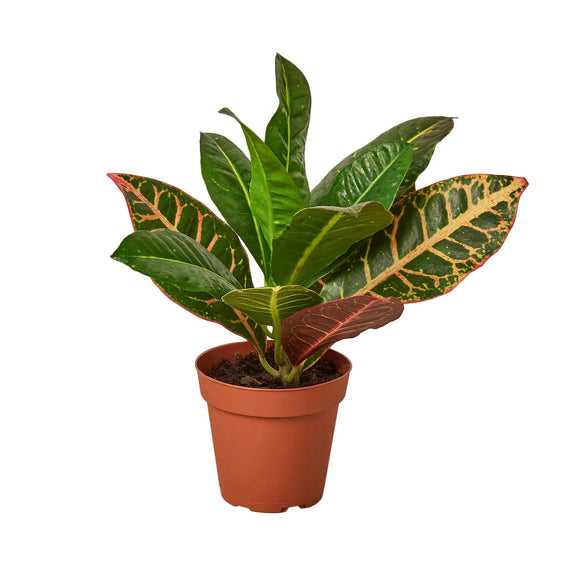 croton-petra-josephs-coat plant in an orange pot