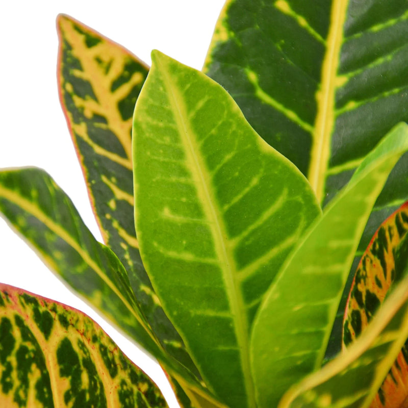 closeup of croton-petra-josephs-coat leaves