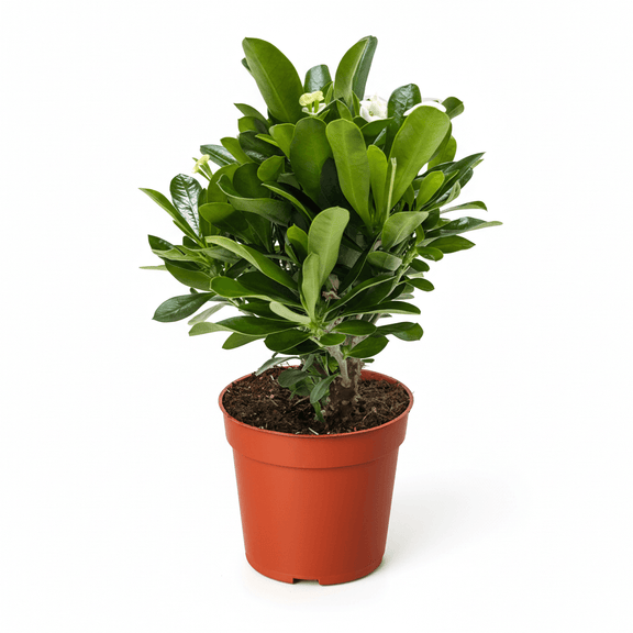 Crown of Thorns yellow blooming succulent plant in orange pot with year-round flowers