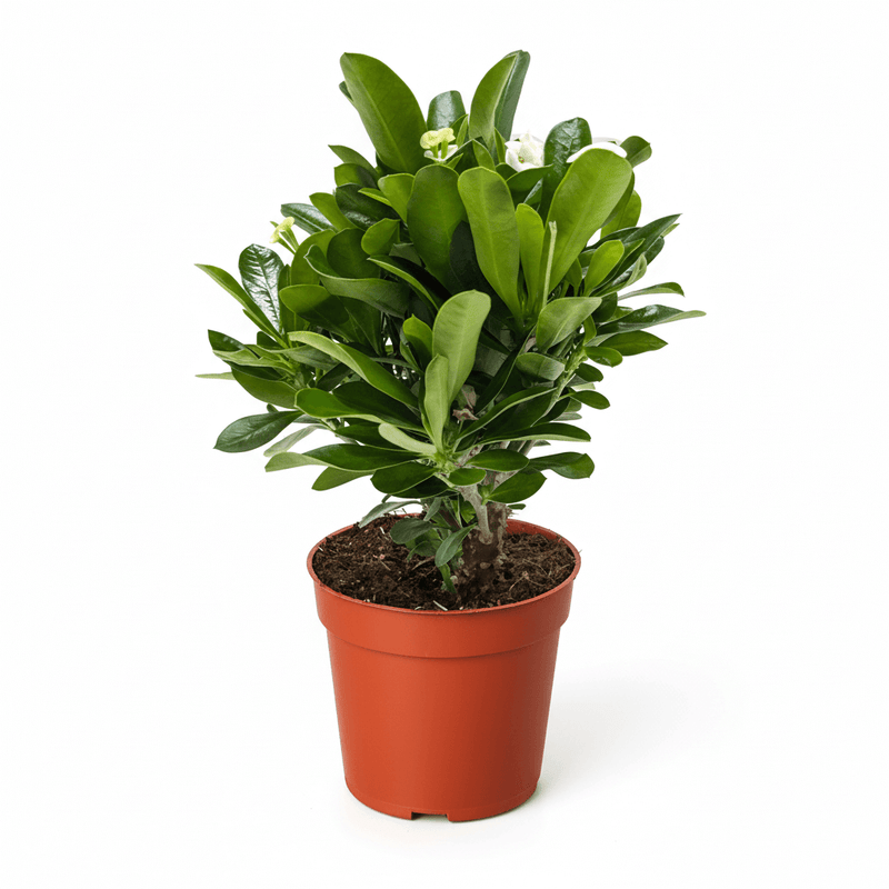 Crown of Thorns yellow blooming succulent plant in orange pot with year-round flowers