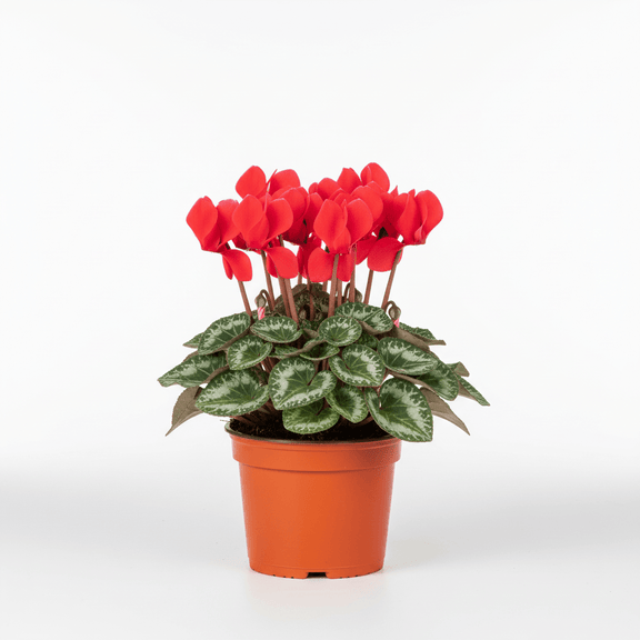 cyclamen house plant Cyclamen Red
