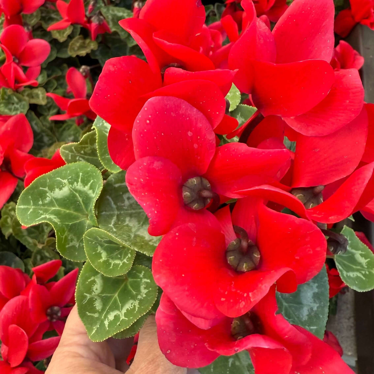 Close-up of a red cyclamen plant held by a hand